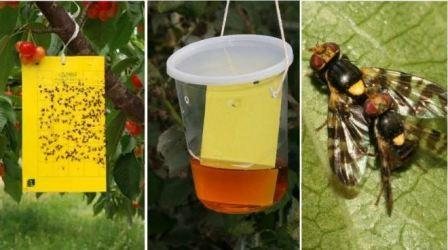 Дыня и вишня: сладости, уничтожающие урожай