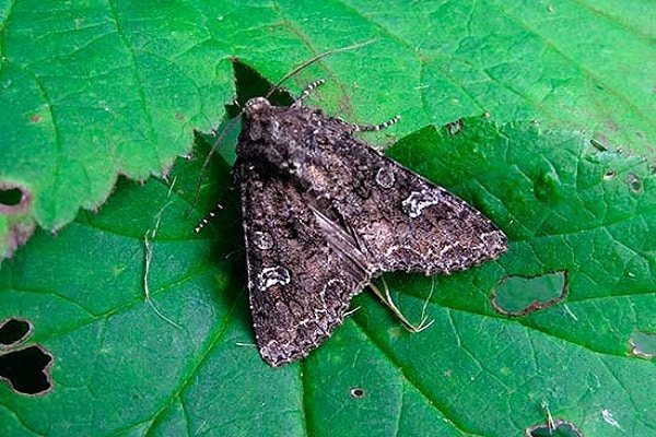 употреблять наркотики