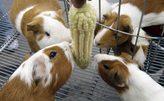 Кукуруза и морские свинки