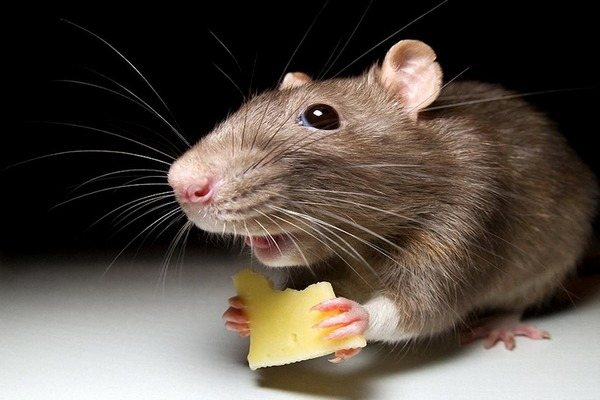 Частично разрешены молочные продукты в рационе крысы