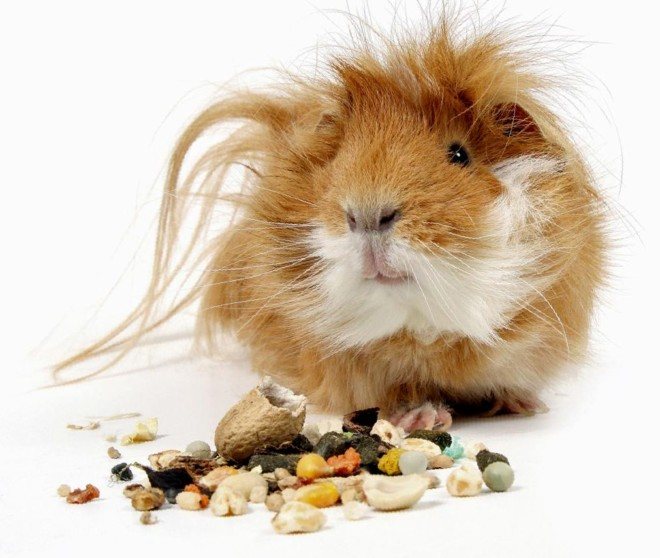 Морская свинка и крупы