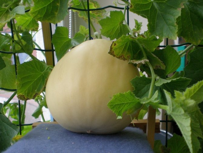 Опыление дыни