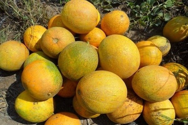 оставаться на листьях