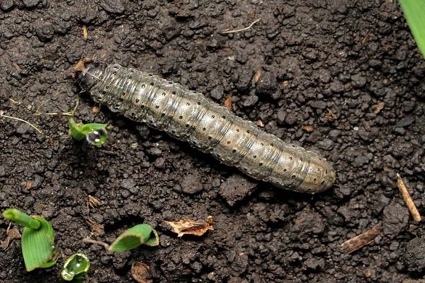 мерные чашки грызть