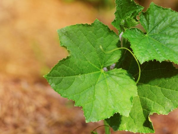 Поливайте растения каждый день