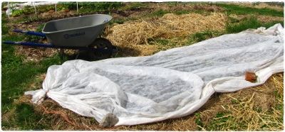 Фильмы в саду