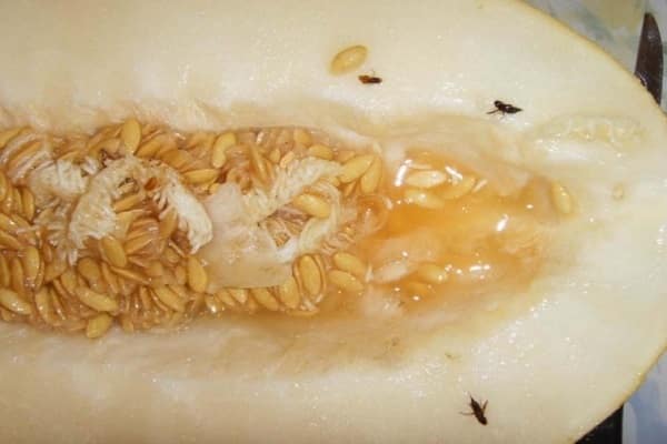 продолговатый