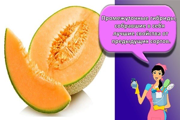 Промежуточные гибриды, унаследовавшие лучшие свойства предыдущих сортов.