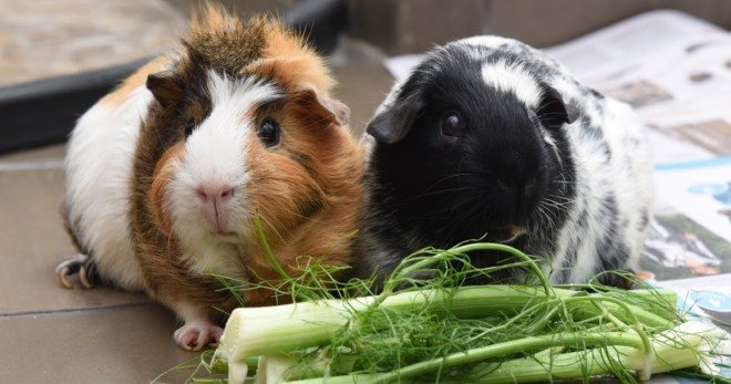 Укроп и свиньи