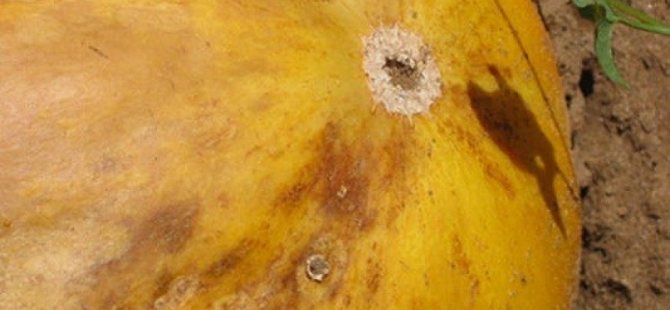 паразиты дыни